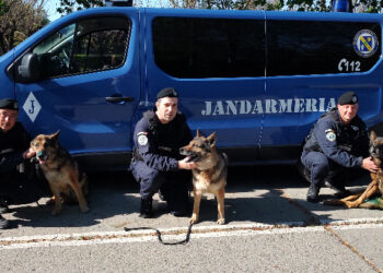 Ciobăneștii-jandarmi Ares, Ben și Silva au ieșit la pensie