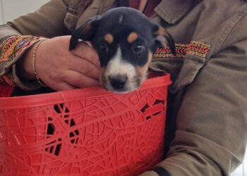 Eveniment dedicat iubitorilor de animale, în zona din fața Teatrului Național de Operă și Balet Oleg Danovski