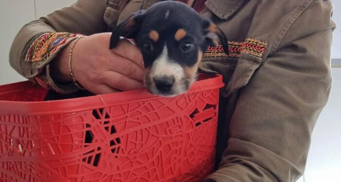 Eveniment dedicat iubitorilor de animale, în zona din fața Teatrului Național de Operă și Balet Oleg Danovski