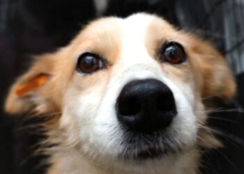 Adoptă, sterilizează, SALVEAZĂ un animal de companie!