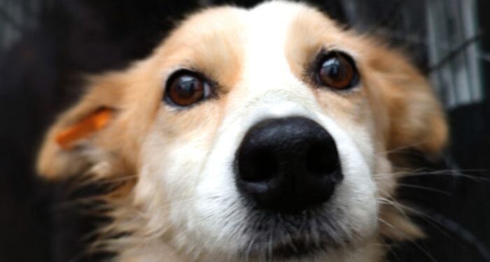 Adoptă, sterilizează, SALVEAZĂ un animal de companie!