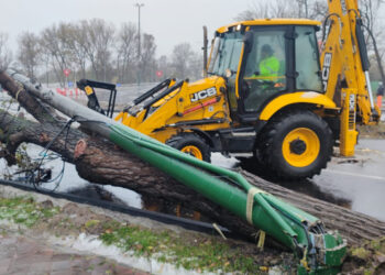 Încă 150 de arbori și 11 stâlpi de iluminat public au fost doborâți de vijelie în Constanța