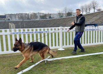 A doua ediție a “Concursului Internațional de Câini”, sâmbătă 16 martie, la Medgidia
