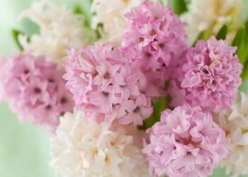 Un nou eveniment “Sănătatea și Frumusețe”, organizat de parteneriatul “LadyPrenor – Club de bune practici”