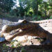 Litoralulromanesc.ro lansează campania “Mare pentru cei mici” dedicată copiilor, de la cazare și mese gratuite la intrări în parcul de distracții Jurasica Neptun