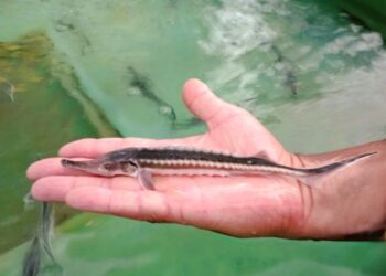 ARBDD organizează BOTEZUL STURIONILOR, în Delta Dunării