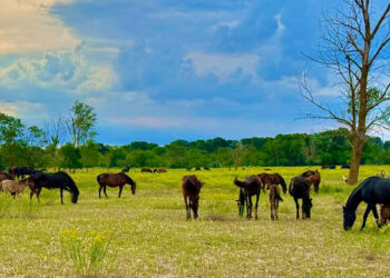 „Sălbatica splendoare a Dobrogei”, proiecție de gală a documentarului despre cele mai spectaculoase peisaje și viețuitoare ale Dobrogei