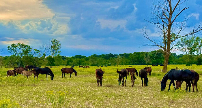 „Sălbatica splendoare a Dobrogei”, proiecție de gală a documentarului despre cele mai spectaculoase peisaje și viețuitoare ale Dobrogei