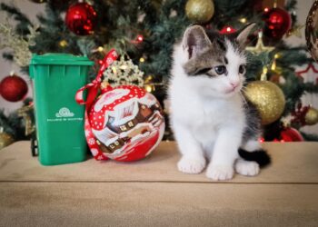 Polaris: Deșeurile aruncate necorespunzător pun în pericol viața animalelor!