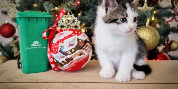 Polaris: Deșeurile aruncate necorespunzător pun în pericol viața animalelor!