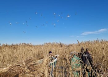 Pelicanii creți se întorc acasă, în Delta Dunării