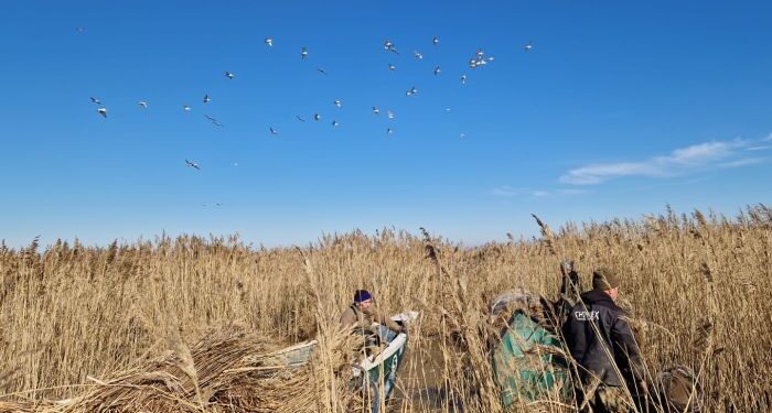 Pelicanii creți se întorc acasă, în Delta Dunării