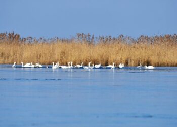 Noutăți privind obținerea online a permiselor eliberate de ARBDD