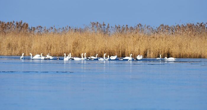 Noutăți privind obținerea online a permiselor eliberate de ARBDD