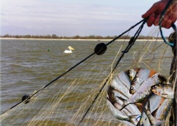Atenție, pescari! Pe 31 martie începe prohibiția la scrumbie, în Delta Dunării