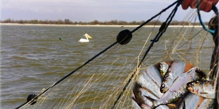 Atenție, pescari! Pe 31 martie începe prohibiția la scrumbie, în Delta Dunării