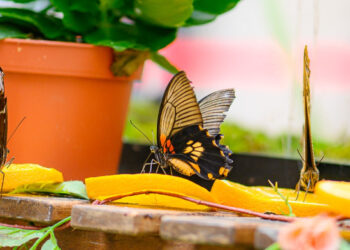 FLUTURI TROPICALI și REPTILE EXOTICE, două expoziții spectaculoase la City Park Mall Constanța
