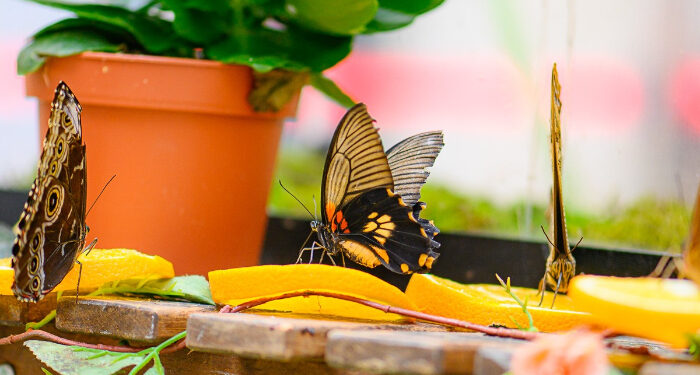 FLUTURI TROPICALI și REPTILE EXOTICE, două expoziții spectaculoase la City Park Mall Constanța