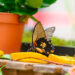 FLUTURI TROPICALI și REPTILE EXOTICE, două expoziții spectaculoase la City Park Mall Constanța