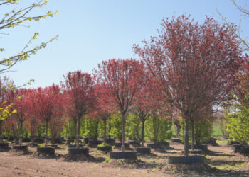 Compania IULIUS a amenajat, în Lazu, o pepinieră dendrologică privată, cu 1.100 arbori, pentru proiectul de la Oil Terminal