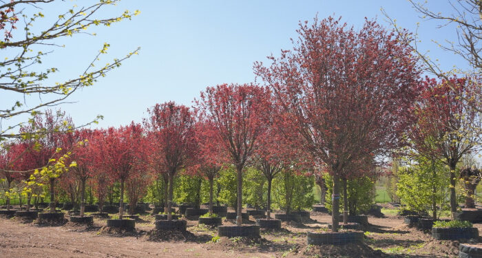 Compania IULIUS a amenajat, în Lazu, o pepinieră dendrologică privată, cu 1.100 arbori, pentru proiectul de la Oil Terminal