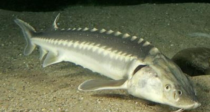 VIDEO Cercetătorii români au găsit o soluție pentru înmulțirea naturală a sturionilor din Dunăre