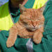 Portocaliul GARFIELD, sufletul blănos al echipei Polaris